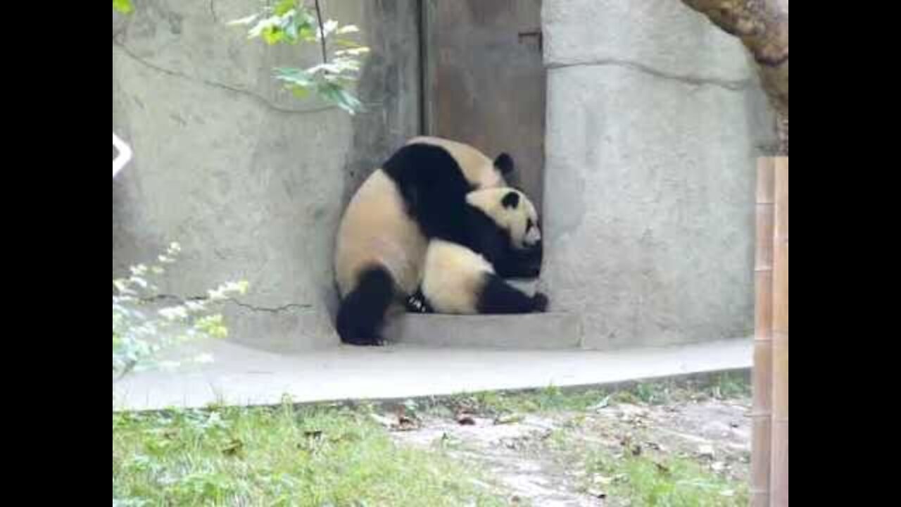 Cute Panda"s Make you feel calm and Relax