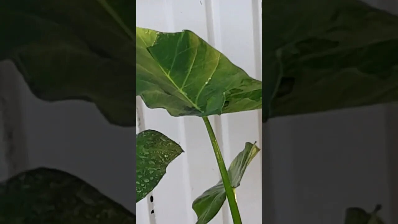 Leaf channeling water