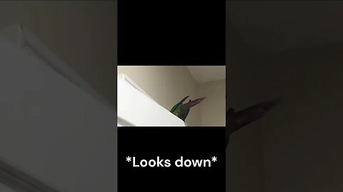 My bird exploring the door🚪