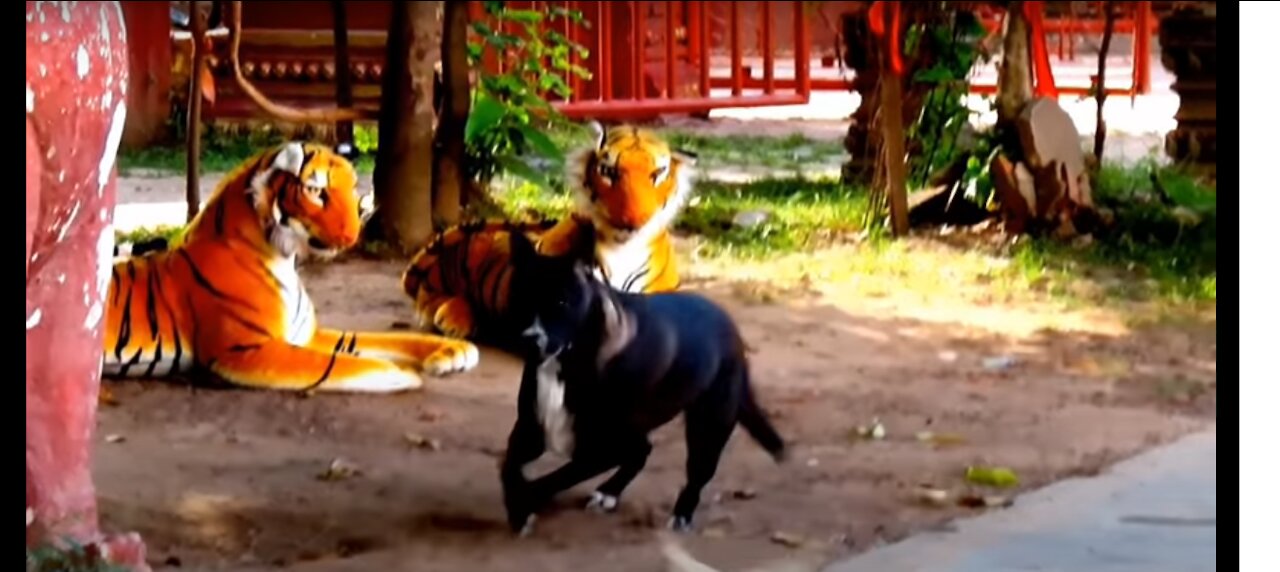 Prank dog & Fake Tiger funny Video