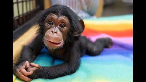 Cute Baby Chimpanze