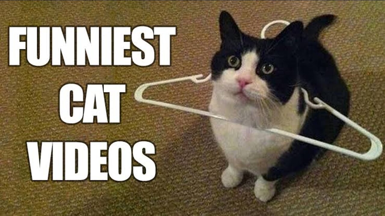 The very best and funniest CAT moments - Funny cat compilation