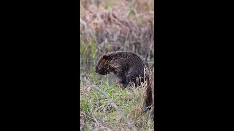 Communist art (9.38, )