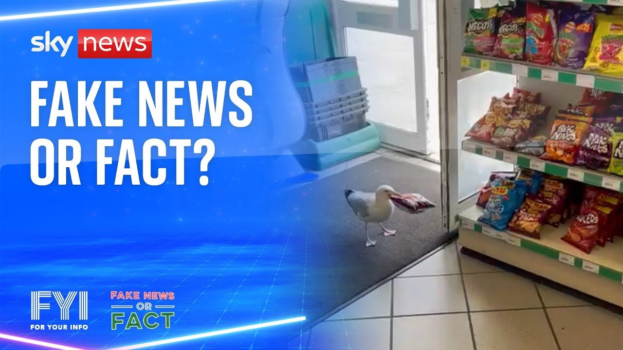 Fake News or Fact: Have seagulls been caught shoplifting? | FYI | NE