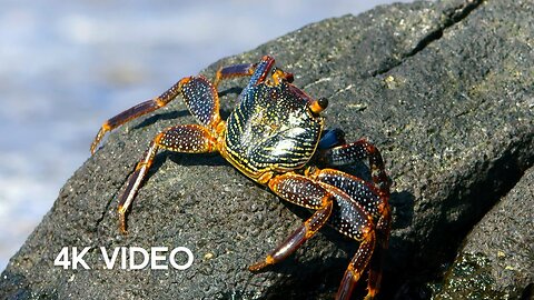 Crab vs Eel vs Octopus | 4K UHD | Blue Planet II | BBC Earth