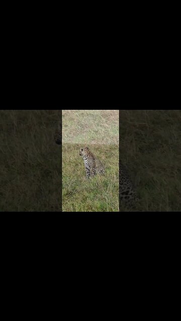 Leopard Teeth #Wildlife | #ShortsAfrica | HolidaysWithShorts