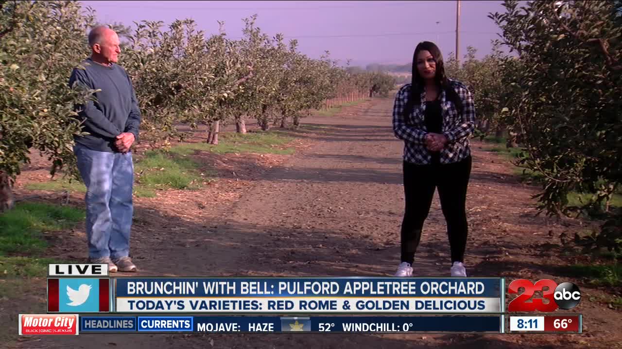 Brunchin' with Bell: Pulford Apple Tree Orchard