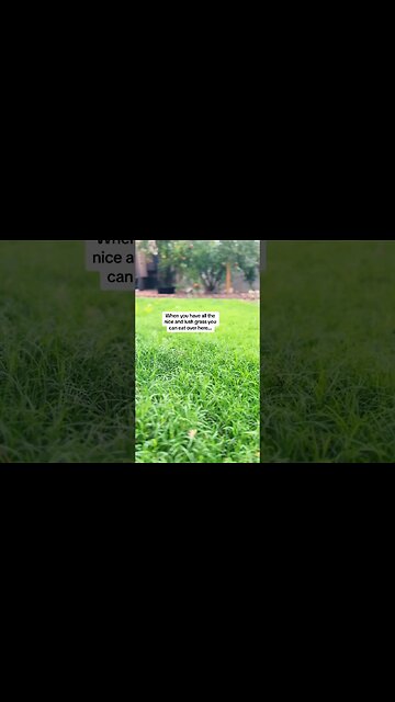 Sassy‘s bumblefoot healing progress