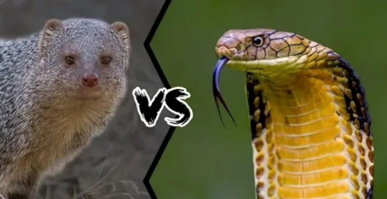 Mongoose and king cobra funny fight