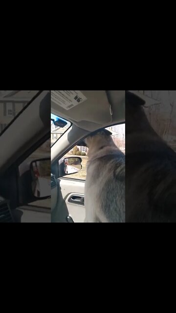 rocking out with the dog