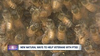 Beekeeping can help PTSD