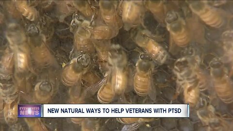 Beekeeping can help PTSD