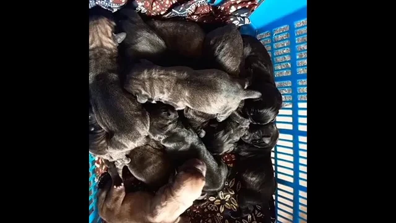 My Bullmastiff First time mum gave birth to 12 Beautiful Healthy Puppies #shorts #doglover #puppy