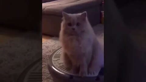 CAT VIDEO