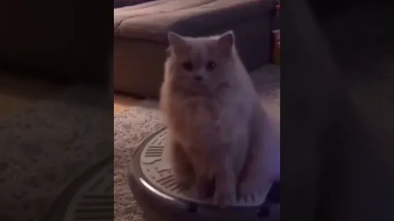 CAT VIDEO