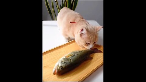 Hilarious Cat Reactions That Will Make Your Day!