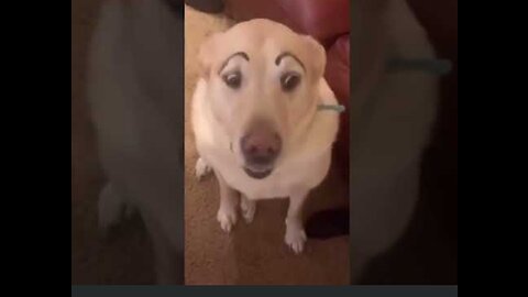 crazy eyebrow dog - funny moments 😂 #dog #funny #shorts