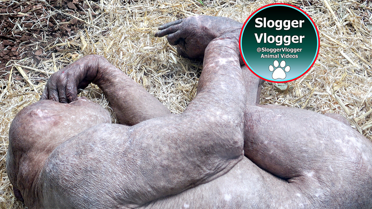 From Foot to Hand Chimpanzee Jambo at Twycross Zoo