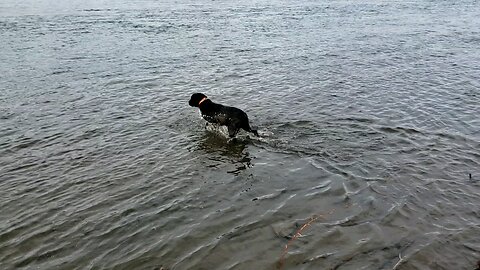 Puppy wants to get a duck decoy