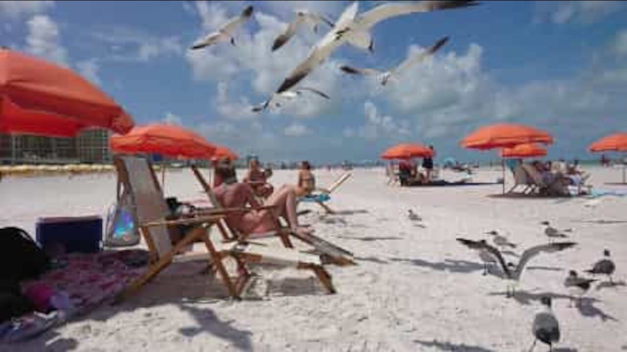 Måger kaster sig over folk på stranden i Florida