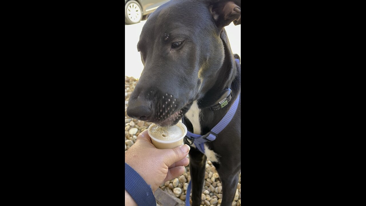 Oreo vs ice cream