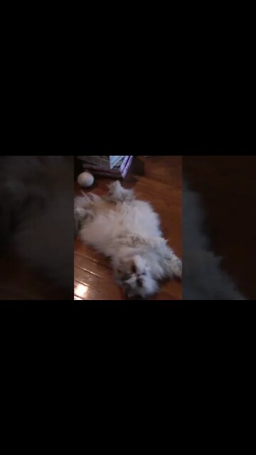 Adorable Crumpet Cat Rolling Around #Shorts 😻