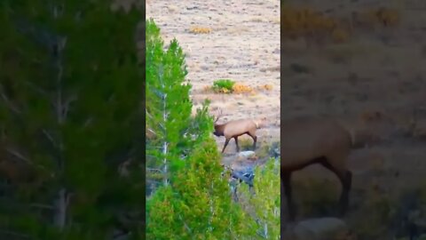 Elk Bugle While Hunting!