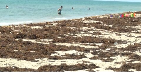 Steering clear of layers of seaweed