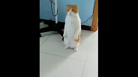 Funny Cat funny 🤣😃😃🤣