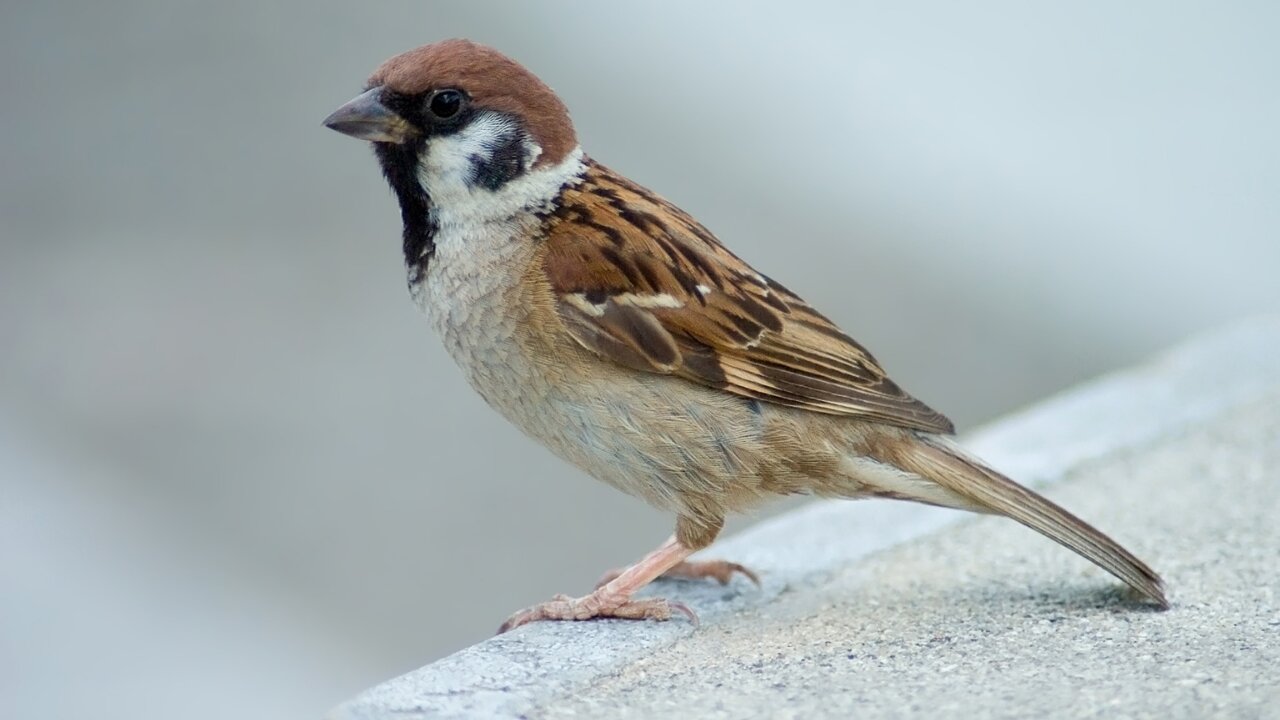 A lonely bird without a friend