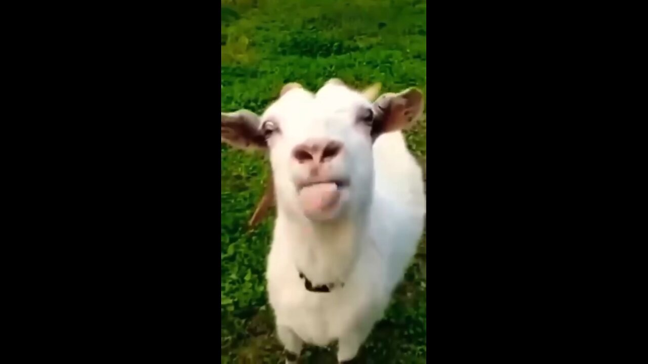 animals funny rap song 🐐