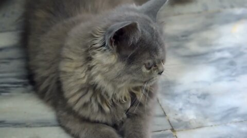 cats funny video#shorts#cats#catsanddogs #