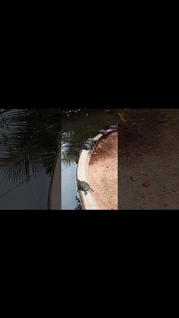Turtles relaxing near a pond.