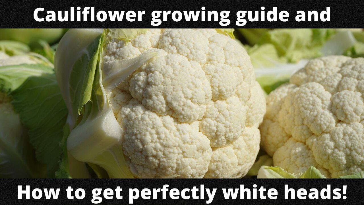 Cauliflower growing guide and how to get perfectly white heads!