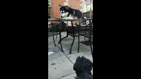 Husky doesn't want to share the ball