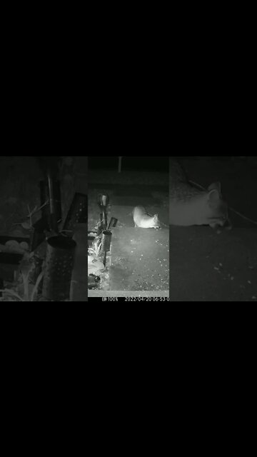 Mr. Glowing Eyes Fox Visits #Shorts 🌳