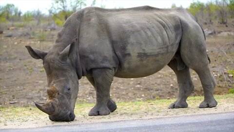 Please stop using rhino, tiger, and elephant in your medicines! 2