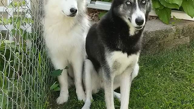 Husky Howls To Neighbor Dog Down The Street