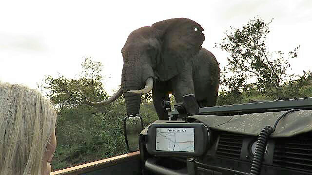 Couple keeping their cool during close encounter with dangerous bull elephant