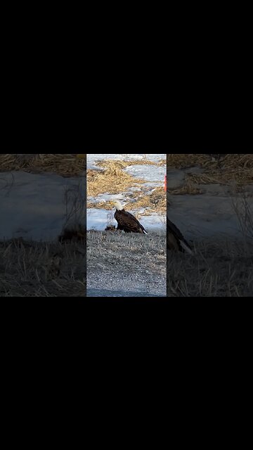 Bald Eagle #baldeagle #eagles #minnesota #nature #wildlife #