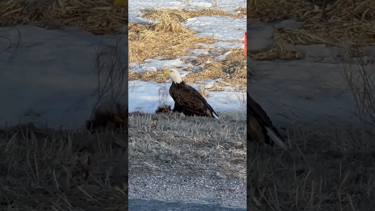 Bald Eagle #baldeagle #eagles #minnesota #nature #wildlife #