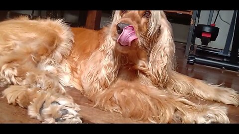 golden dog