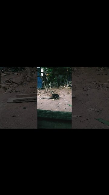 Galinha e galinha juntos em busca de comida diversão