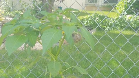 come learn how to plant tomatillos plants...