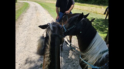 🐎♥️Pasafino Queen♥️🐎