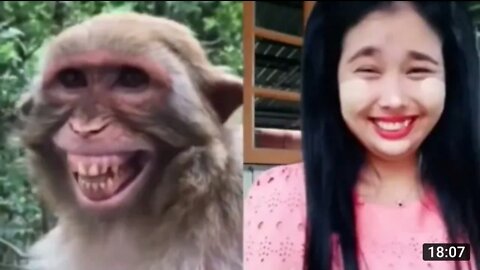 Troll Prank Dog || Funny animal videos 2022