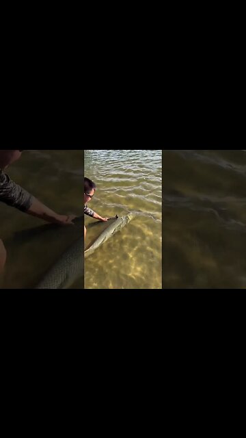 “How Can I Tag Alligator Gar?”