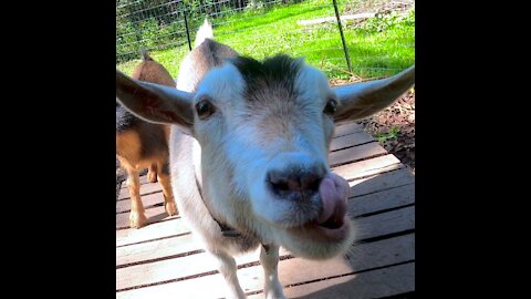 Curious Goats