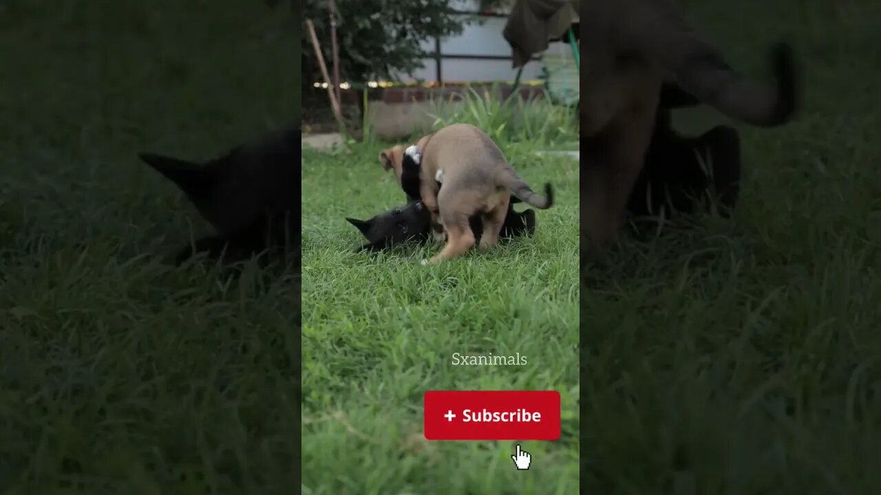 Cute Baby puppy 🙀 #shorts #shortvideo #youtubeshorts