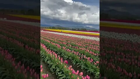 Flower Oasis Tiktok itsgreatoutside